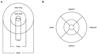 A cross-sectional study of retinal vessel changes based on optical coherence tomography angiography in Alzheimer’s disease and mild cognitive impairment